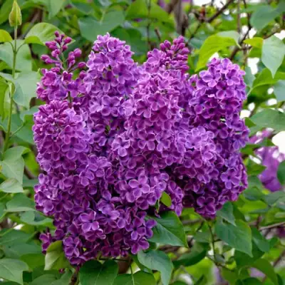 Сирень СУМЕРКИ в Гомеле