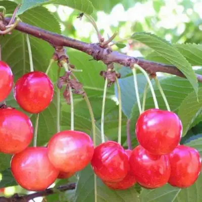 Черешня НАСЛАЖДЕНИЕ в Гомеле