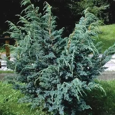 Можжевельник БЛЮ АЛЬПС китайский  в Гомеле