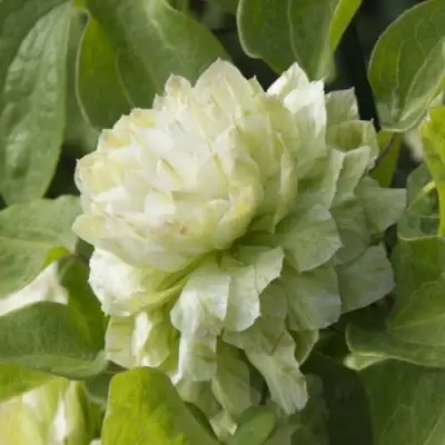 Клематис КОХАНА в Гомеле