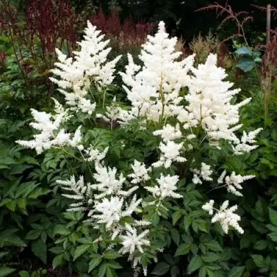 Астильба ДОЙЧЛАНД японская в Гомеле