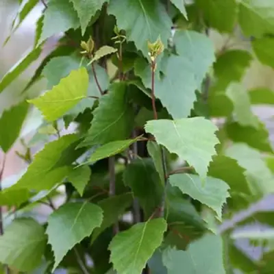 Береза ФАСТИГИАТА повислая  в Гомеле