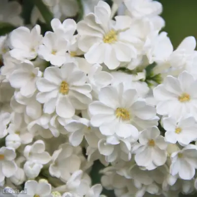 Сирень РОЧЕСТЕР в Гомеле