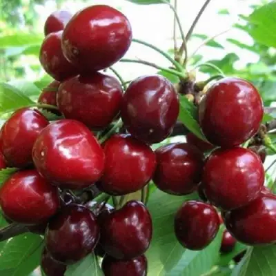 Черешня ГРОНКАВАЯ в Гомеле