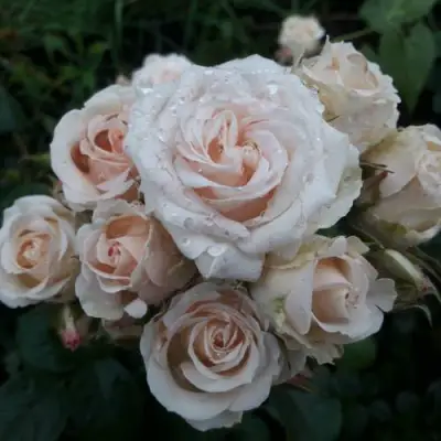 Роза ЯНА спрей в Гомеле