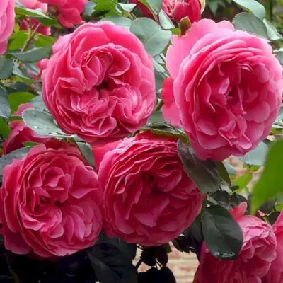 Роза ЛЕОНАРДО ДА ВИНЧИ флорибунда в Гомеле