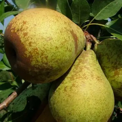 Груша ГЕНЕРАЛ ЛЕКЛЕРК в Гомеле