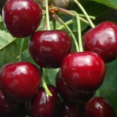 Черешня ГРОНКАВАЯ в Гомеле