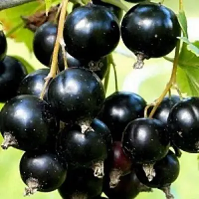 Смородина чёрная СОКРОВИЩЕ в Гомеле