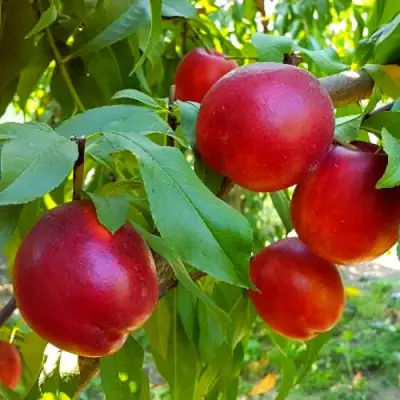 Нектарин НЕКТАРЕД-4 в Гомеле