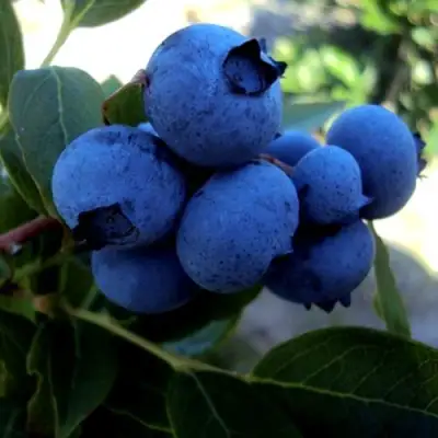 Голубика ДЖЕРСИ в Гомеле