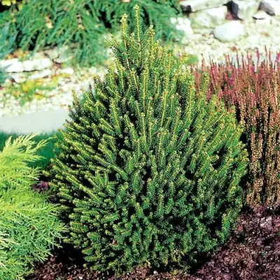 Ель КОМПАКТА обыкновенная в Гомеле