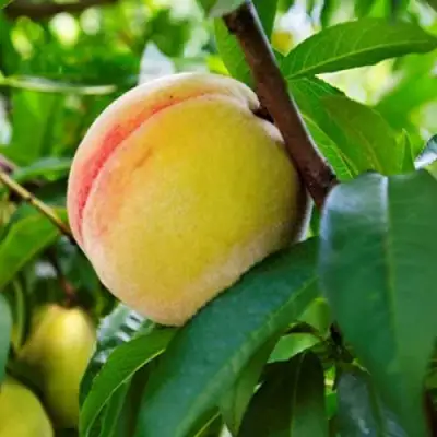 Персик ДОНЕЦКИЙ ЖЕЛТЫЙ в Гомеле