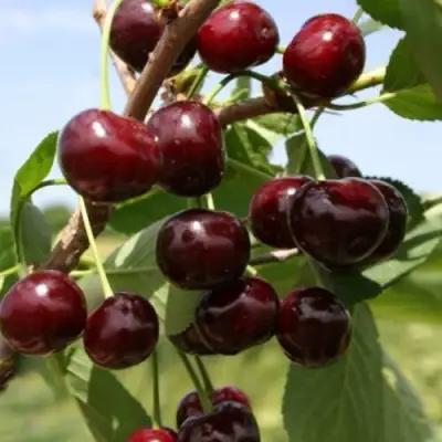 Вишня ГРИОТ БЕЛОРУССКИЙ в Гомеле