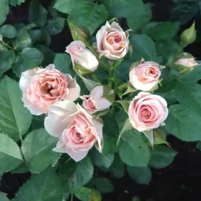 Роза ЯНА спрей в Гомеле