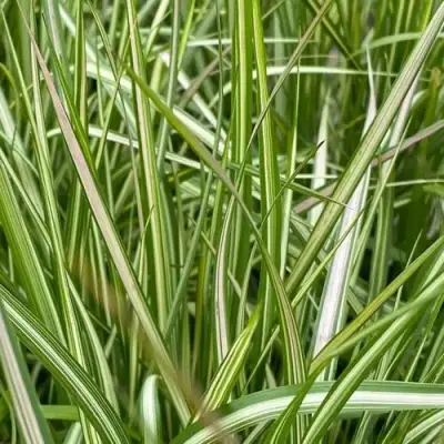 Вейник АВАЛАНШ остроцветковый в Гомеле