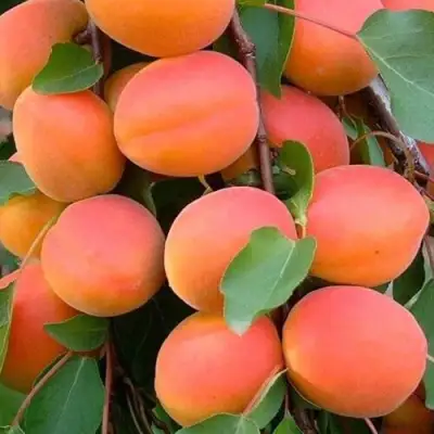 Абрикос НИКИТСКИЙ