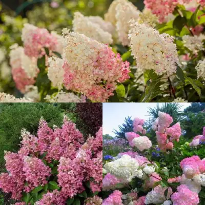 Комплект ЯГОДНОЕ МОРОЖЕНОЕ в Гомеле