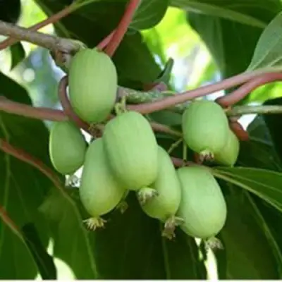 саженцы актинидии