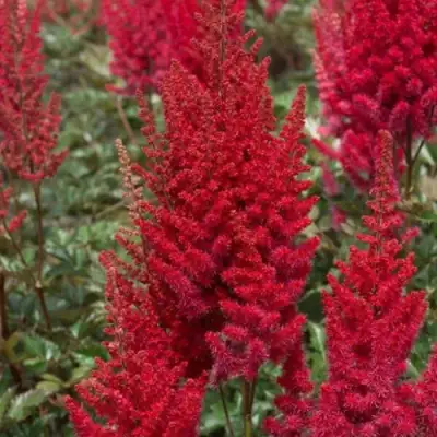 Астильба СКАЙСКРЕЙПЕР китайская в Гомеле