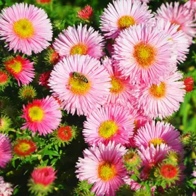 Астра РУДЕЛЬСБУРГ новоанглийская в Гомеле