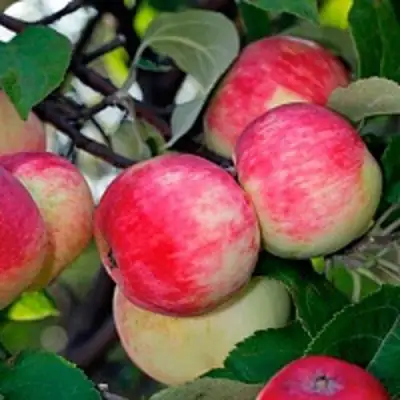 Яблоня СЕРЕБРЯНОЕ КОПЫТЦЕ в Гомеле