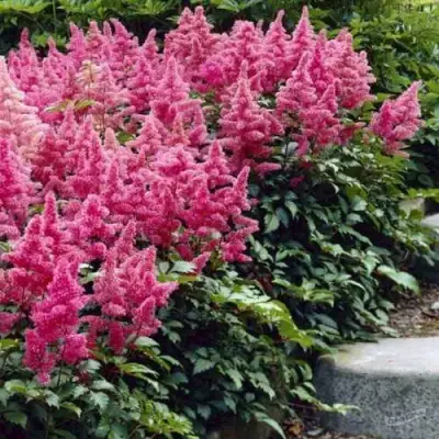 Астильба БОНН японская в Гомеле