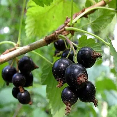 Смородина чёрная БИНАР в Гомеле