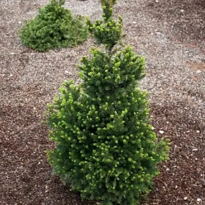 Ель ВИЛС ЦВЕРГ обыкновенная в Гомеле