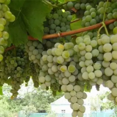 Виноград АНАНАСНЫЙ РАННИЙ в Гомеле