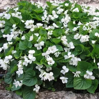 Фиалка АЛЬБИФЛОРА сестринская в Гомеле