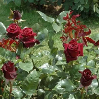 Роза БЛЭК БАККАРА чайно-гибридная в Гомеле