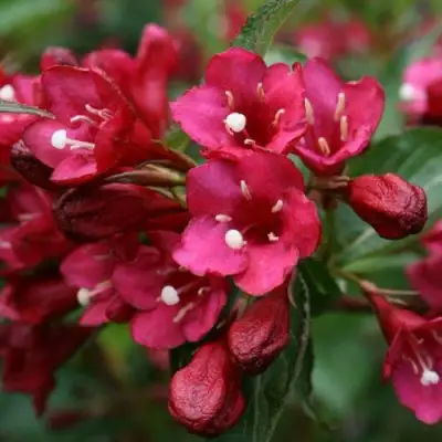 Вейгела ЕВА РАТКЕ в Гомеле