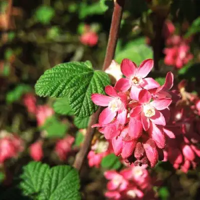 Смородина кроваво-красная ПУЛБОРО СКАРЛЕТ  в Гомеле