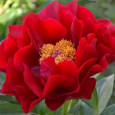 Пион МАКИНАК ГРАНД травянистый в Гомеле