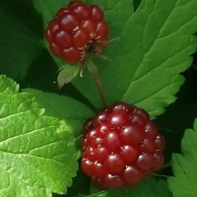 Княженика КЛОН в Гомеле