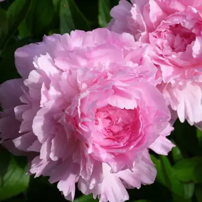 Пион ЛЕТЯЩИЙ ЖУРАВЛЬ травянистый в Гомеле