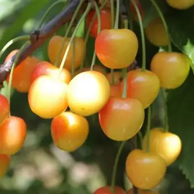 Черешня ЯНТАРНАЯ в Гомеле