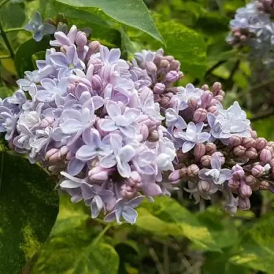 Сирень АУКУБАФОЛИЯ в Гомеле