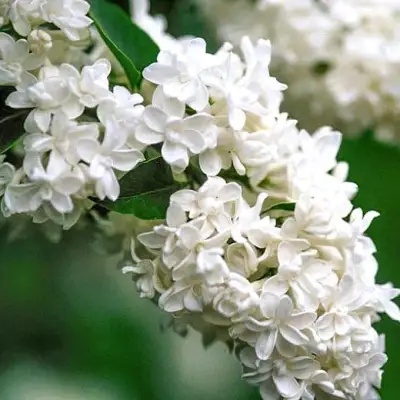 Сирень МАДАМ ЛЕМУАН в Гомеле