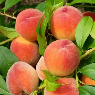 Персик РЕД ХЕВЕН в Гомеле