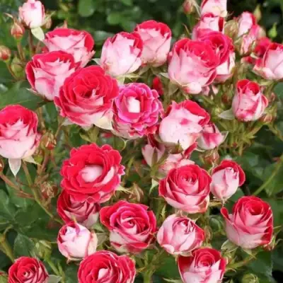 Роза ШОНЕ КОБЛЕНЦЕРИН флорибунда в Гомеле