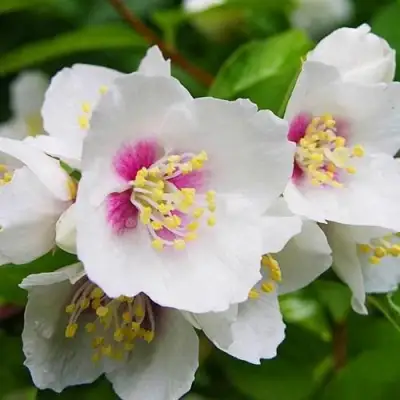 Жасмин БЕЛЬ ЭТУАЛЬ в Гомеле