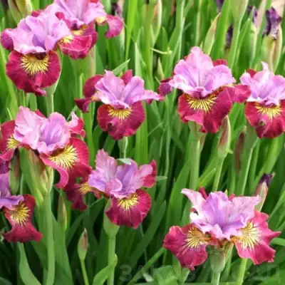 Ирис МИСС ЭППЛ сибирский в Гомеле