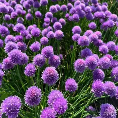 Лук-шнитт в Гомеле