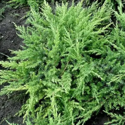 Можжевельник ШЛЯГЕР прибрежный в Гомеле