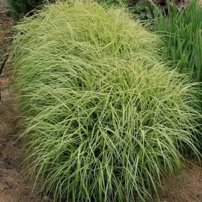 Осока ВАРИЕГАТА пальмолистная в Гомеле