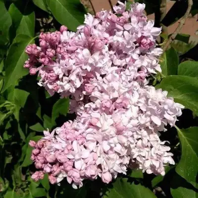 Сирень МИЛОСЕРДИЕ в Гомеле