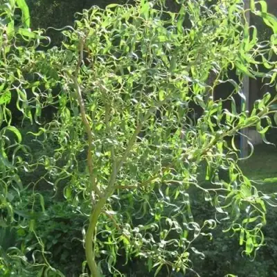 Ива МАТСУДАНА в Гомеле