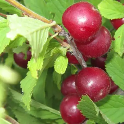 Вишня персиковая АФЛОЦЕРАЗУС в Гомеле